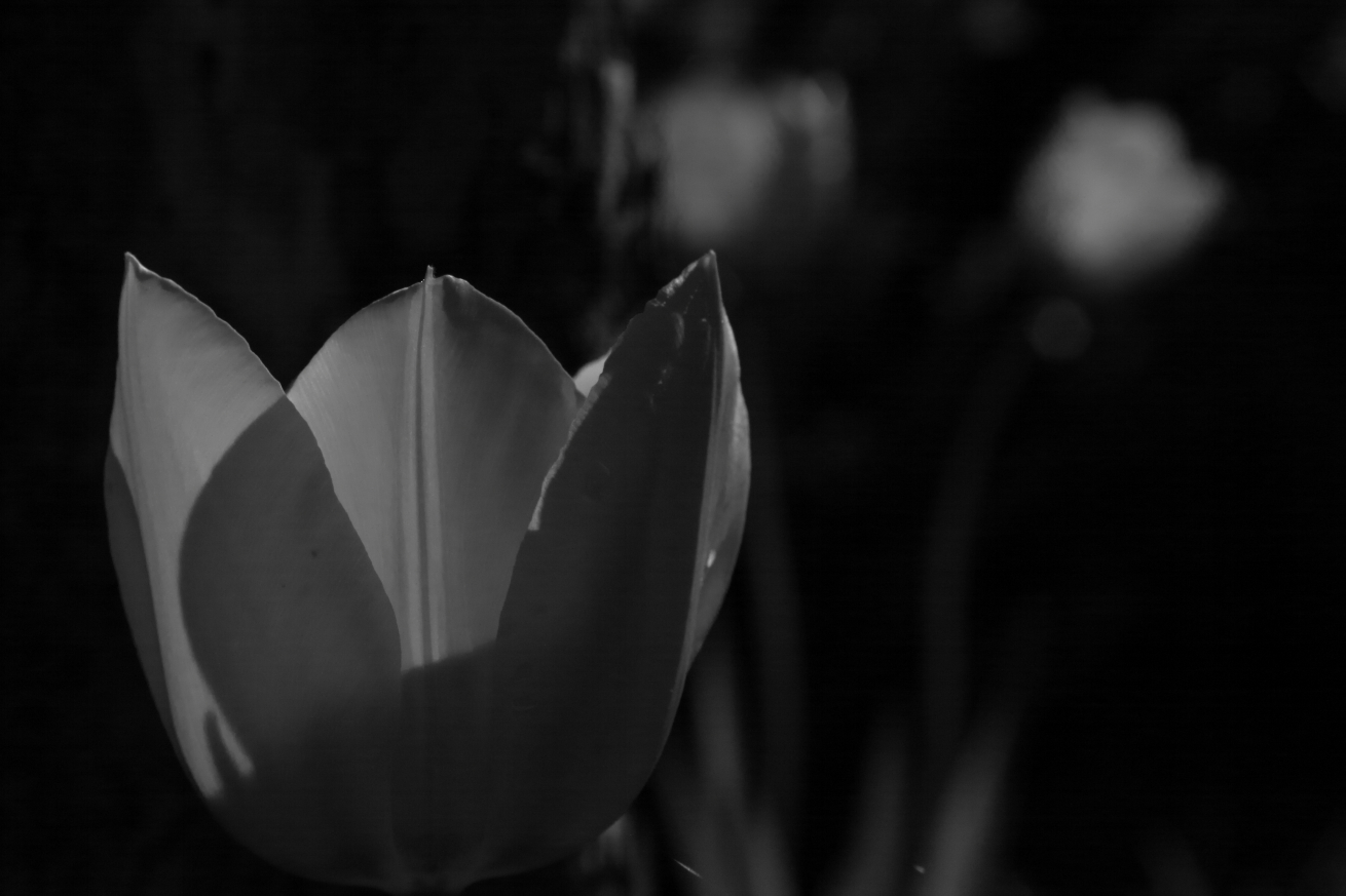 2011 04 29 IMG 29235